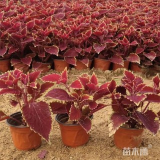 高度20厘米彩叶草