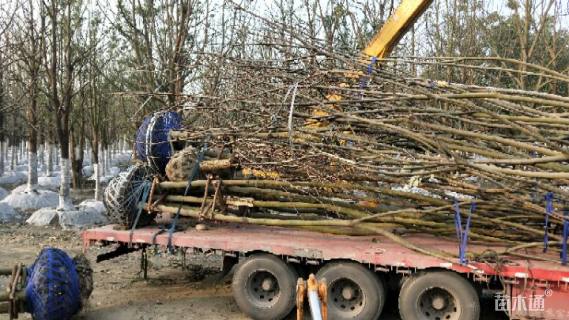 10公分丛生栾树