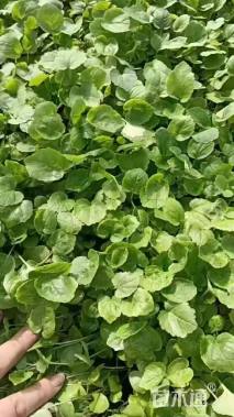 高度15厘米地被菊