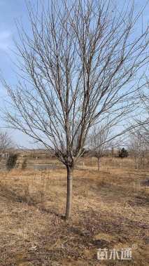 14公分高杆染井吉野樱