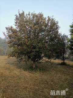 20公分绚丽海棠