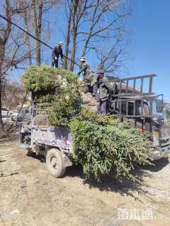 高度120厘米云杉