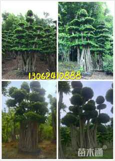 80公分造型小叶榕