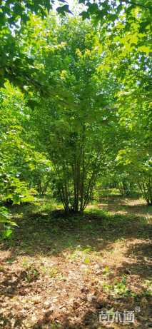 高度1000厘米丛生美国红枫