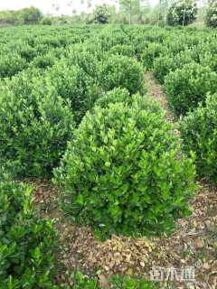 冠幅80厘米大叶黄杨球