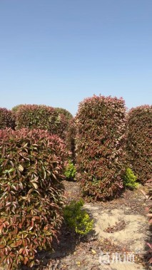 高度300厘米红叶石楠柱