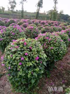 冠幅120厘米三角梅球