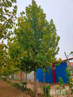 12公分速生法桐