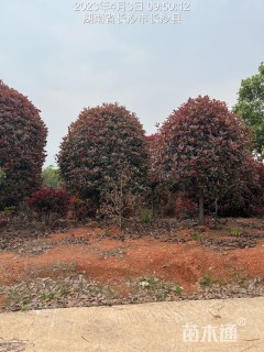 10公分红叶石楠