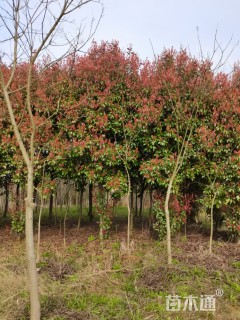 10公分红叶石楠