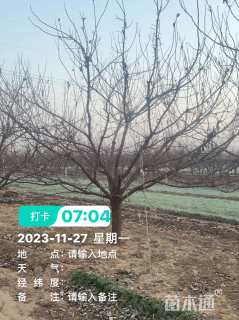 高度360厘米李子树