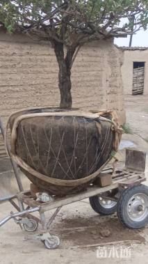 高度180厘米牡丹