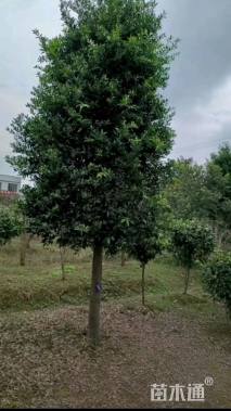 10公分窄叶竹柏