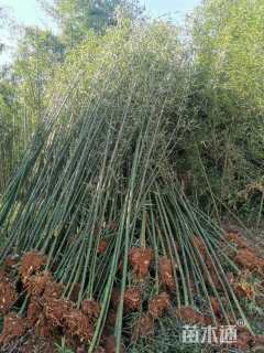 地栽苗青皮竹