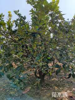 15公分柚子树
