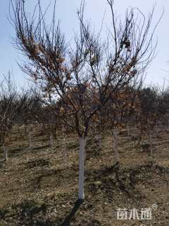 18公分美国红枫