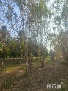 高度900厘米丛生白蜡