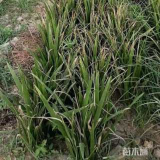 裸干高25厘米加拿利海枣