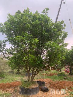 20公分柚子树