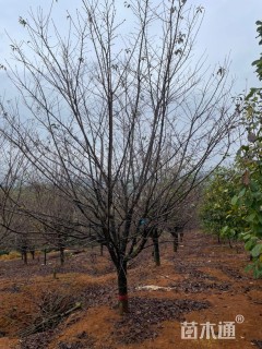 16公分染井吉野樱