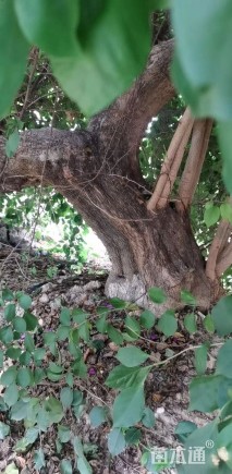 高度1000厘米杜鹃