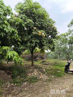 15公分澳洲火焰木