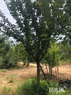 20公分日本晚樱