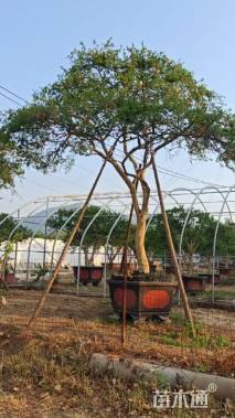 高度350厘米石榴