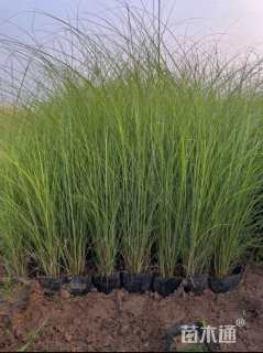 高度30厘米细叶芒