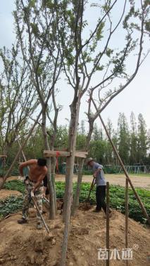 50公分(5杆)丛生朴树