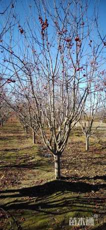 15公分高原之火海棠