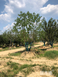 75公分丛生乌桕