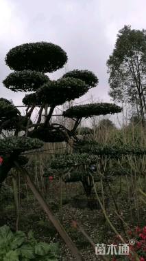 高度480厘米大叶黄杨