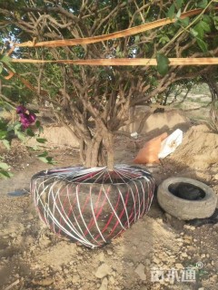 高度250厘米牡丹