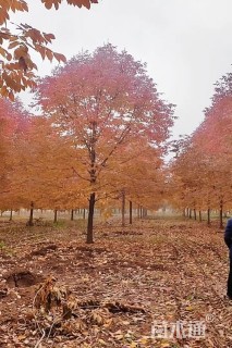 15公分秋紫白蜡