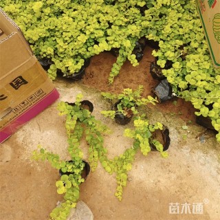 高度10厘米金叶过路黄