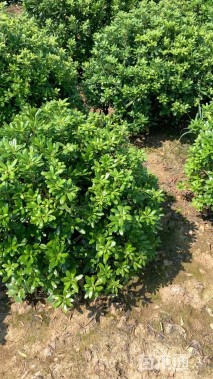 冠幅80厘米海桐球