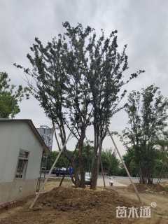 128公分丛生朴树