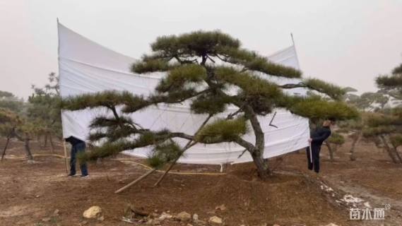 15公分造型黑松