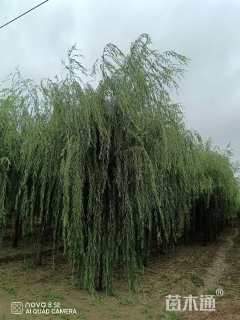 30公分垂柳