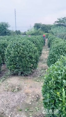 冠幅300厘米冬青球