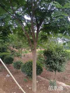 12公分黄山栾树