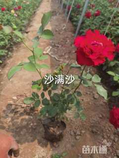 高度40厘米大花月季