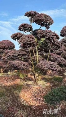 18公分造型红花继木桩