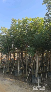 20公分桃花心木