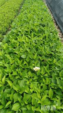 高度30厘米八仙花