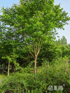 12公分日本早樱