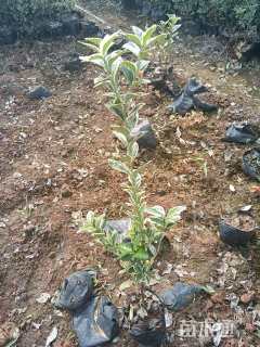 高度60厘米金边黄杨