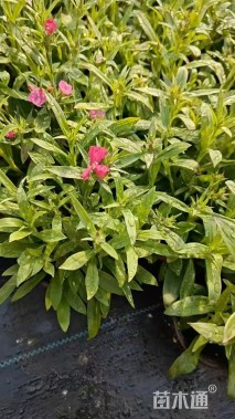 高度20厘米常夏石竹