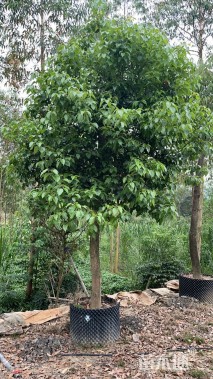 13公分香樟